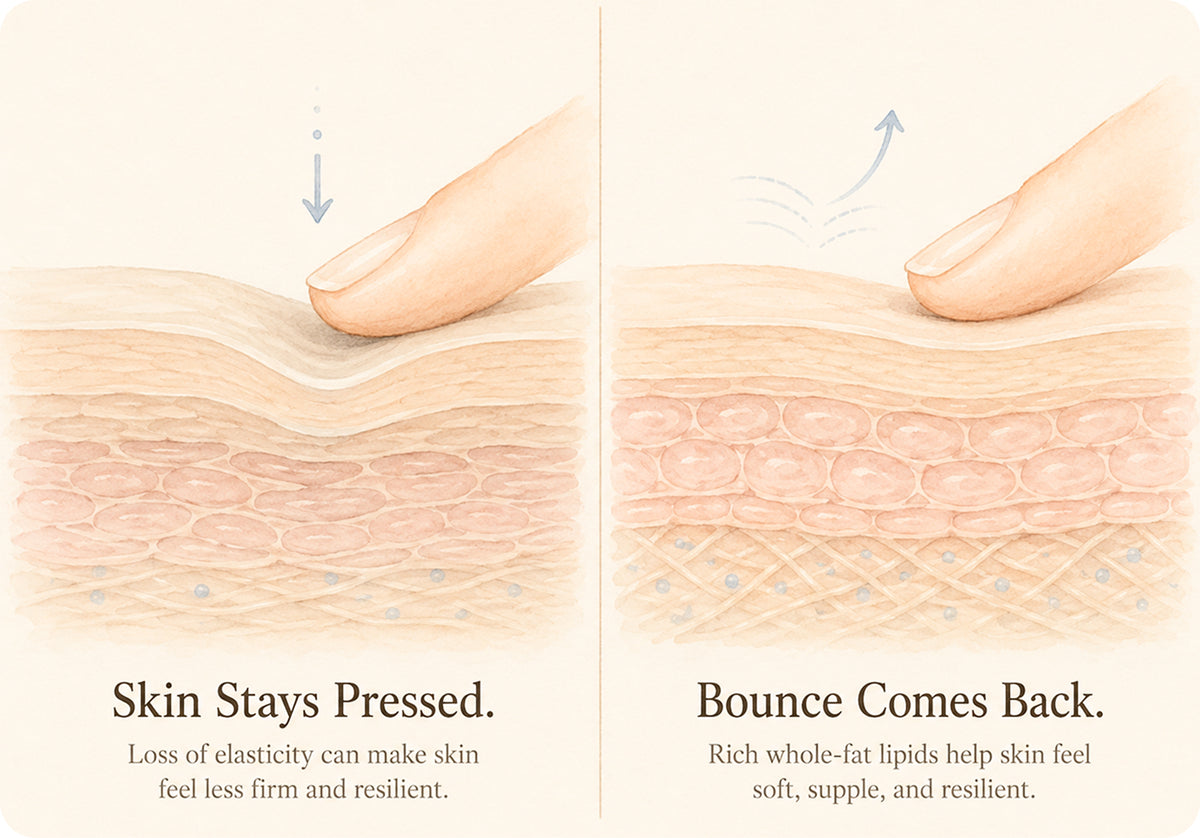 3. Restores Your Skin’s “Bounce”
