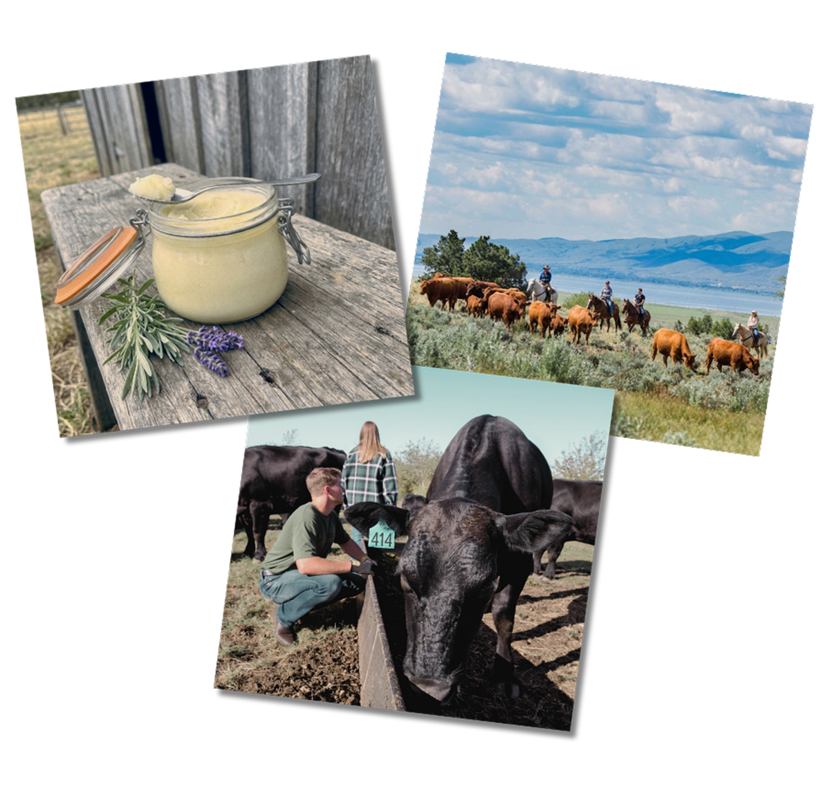 Our Suet Makes a Difference